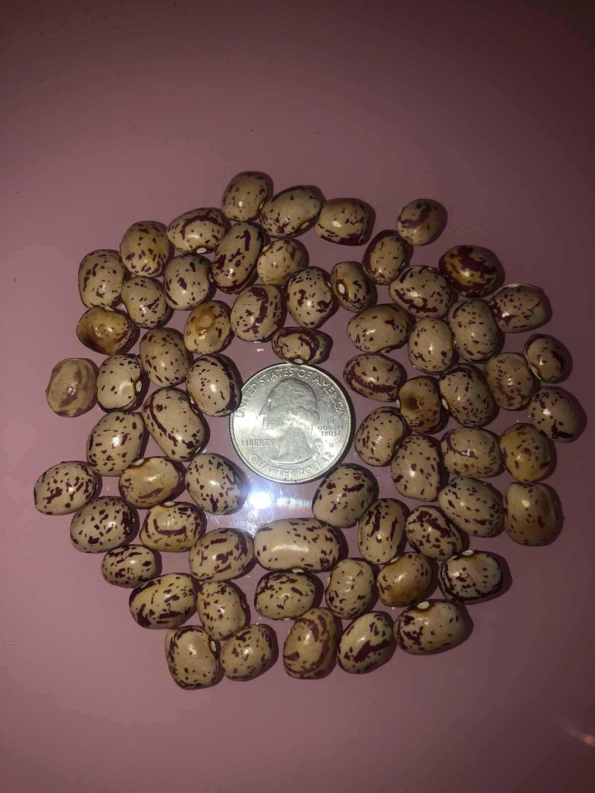 1 ounce Smith Osborne Pole Bean Grown in 2025 Heirloom Kentucky Fall Bean