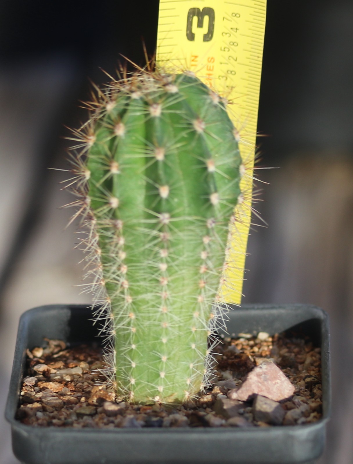 Echinopsis hybrid ‘Unexpected’