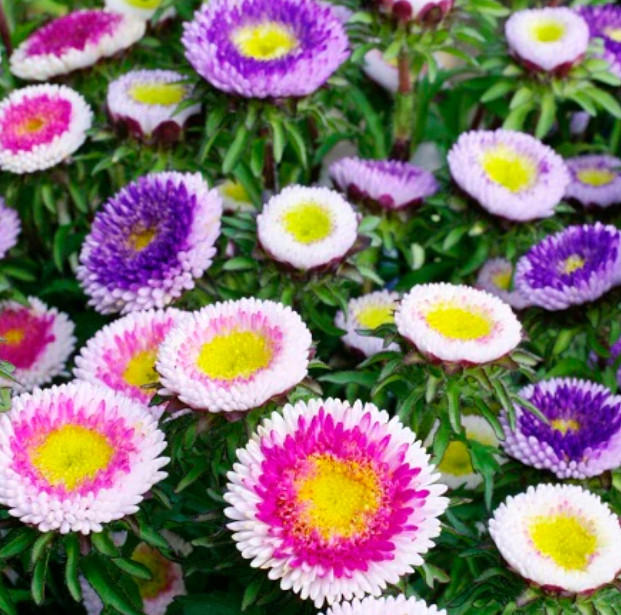 Aster HI-NO-MARU Mix (Pompon) Non-GMO Pollinators Annual Cut Flowers 200 Seeds!