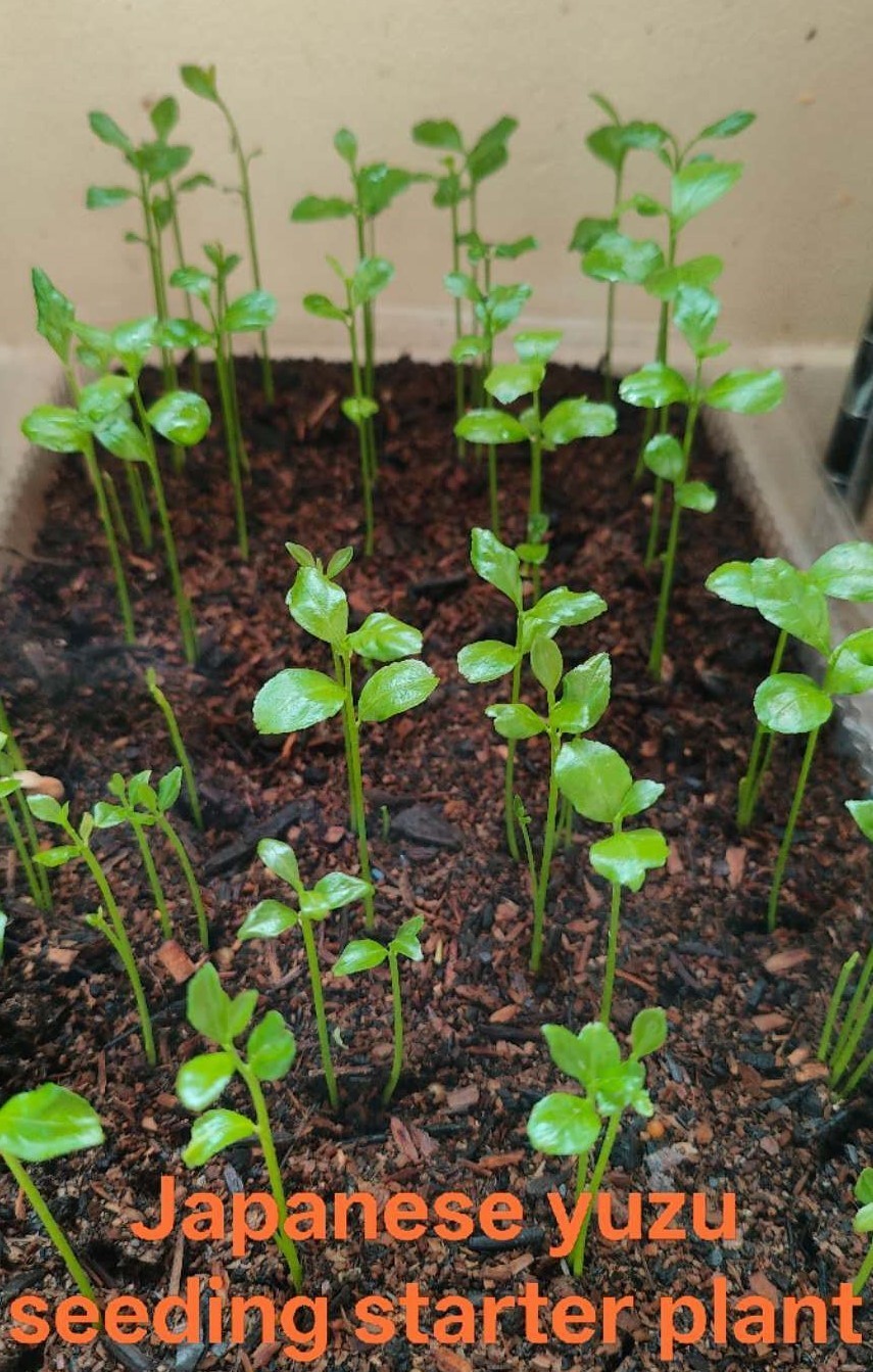 10 Japanese Yuzu Seeds (Citrus junos)– Fresh Seeds for Planting – Rare Fruit