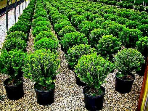 10 Japanese “Spreading” Yew (Taxus cuspidata) Tree Seeds, Bonsai or Landscaping