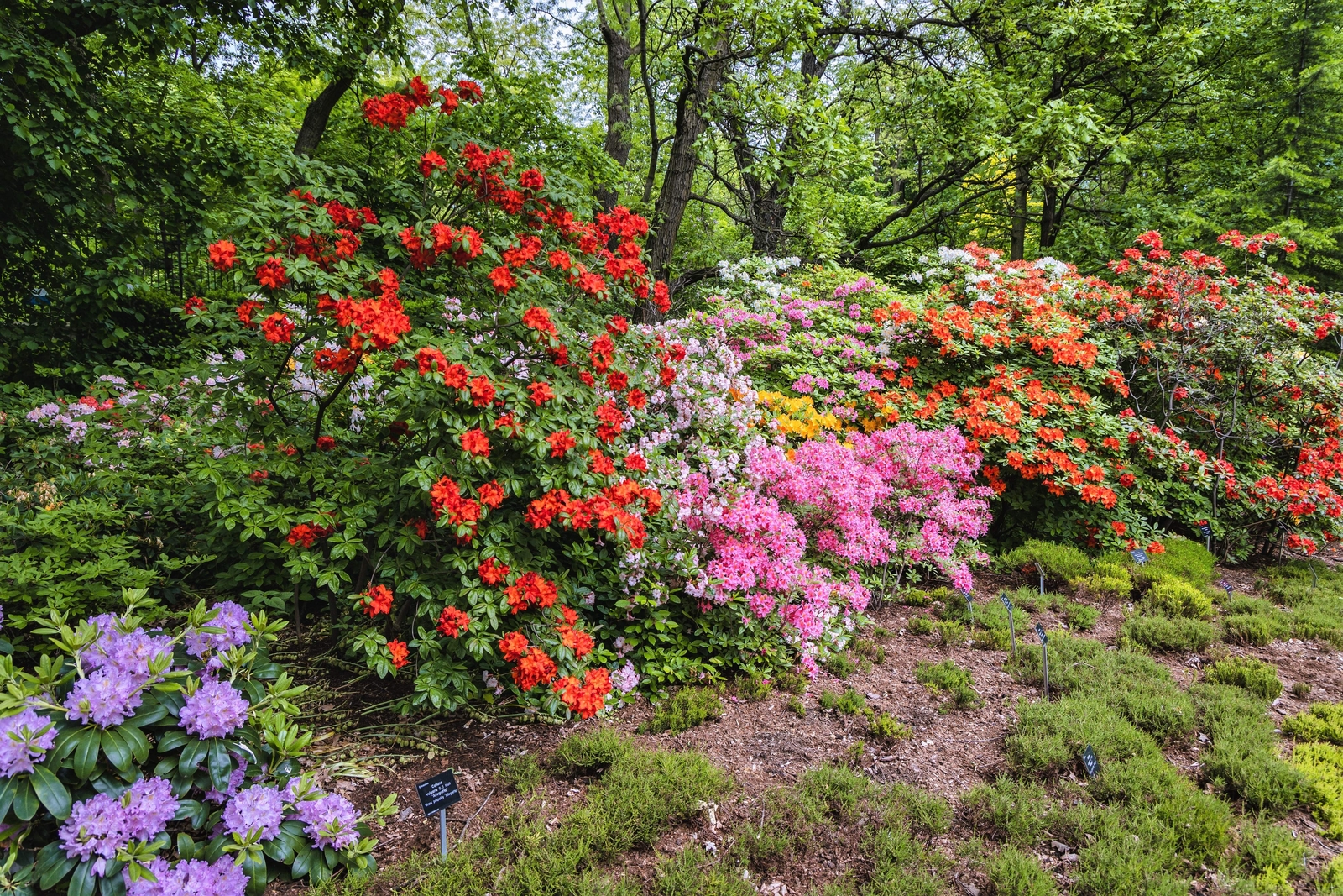 50 MIXED HYBRIDS RHODODENDRON spp Mixed Colors Flower Sun Shade Bush Shrub Seeds