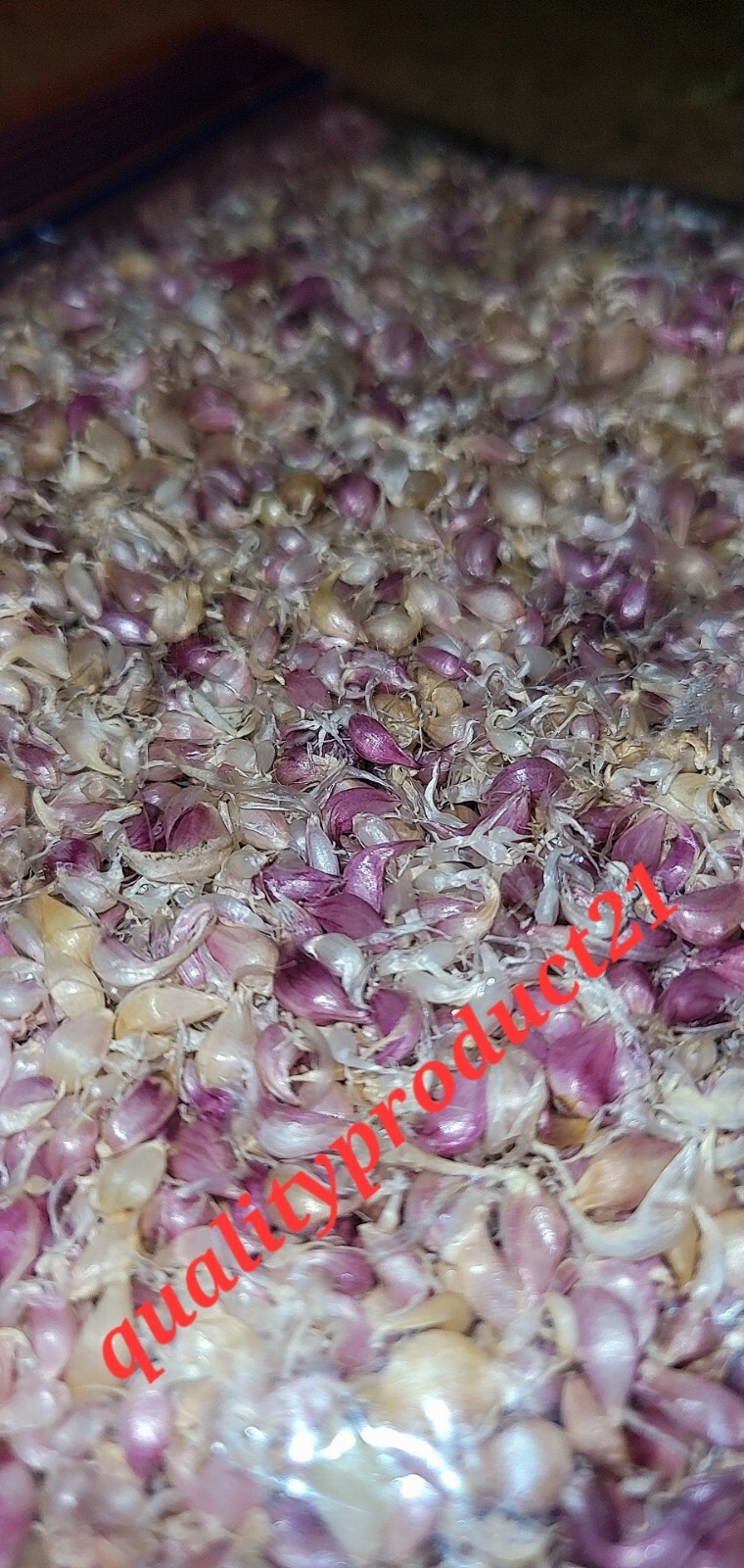 Organic Grown Hardneck Purple Garlic Bulbils (NOT BULBS) For Plant 100 Pcs