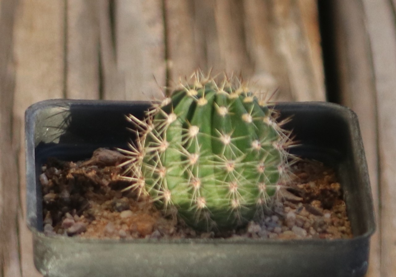Echinopsis hybrid ‘Foxy Lady’