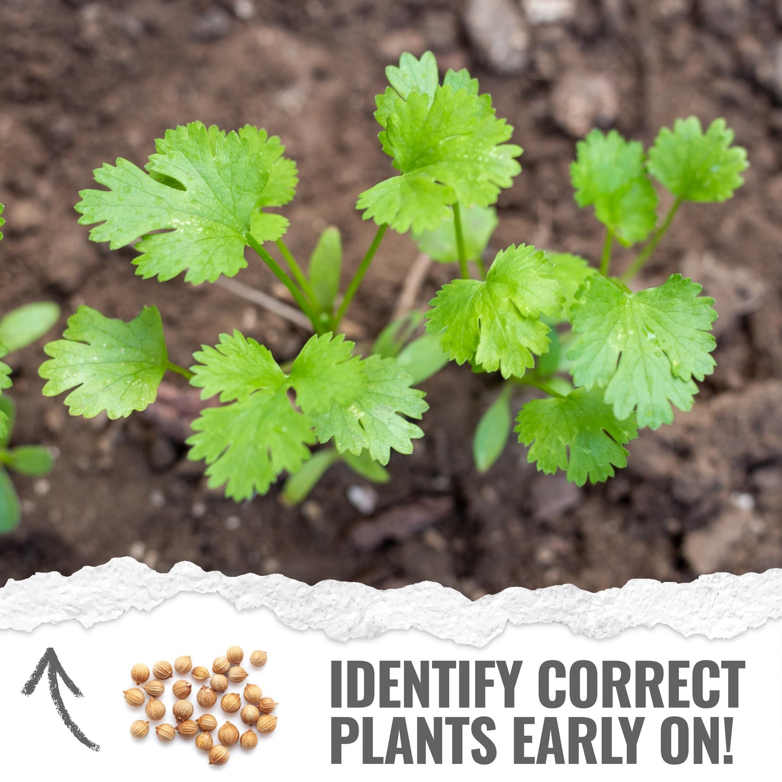 Cilantro Seeds for Planting NonGMO Heirloom Coriander, 1.5 oz Bulk Pack