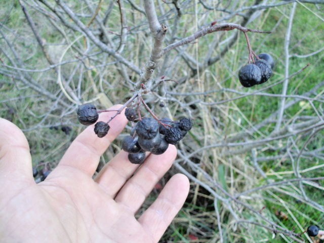 20 BLACK CHOKEBERRY SEEDS – Aronia melanocarpa