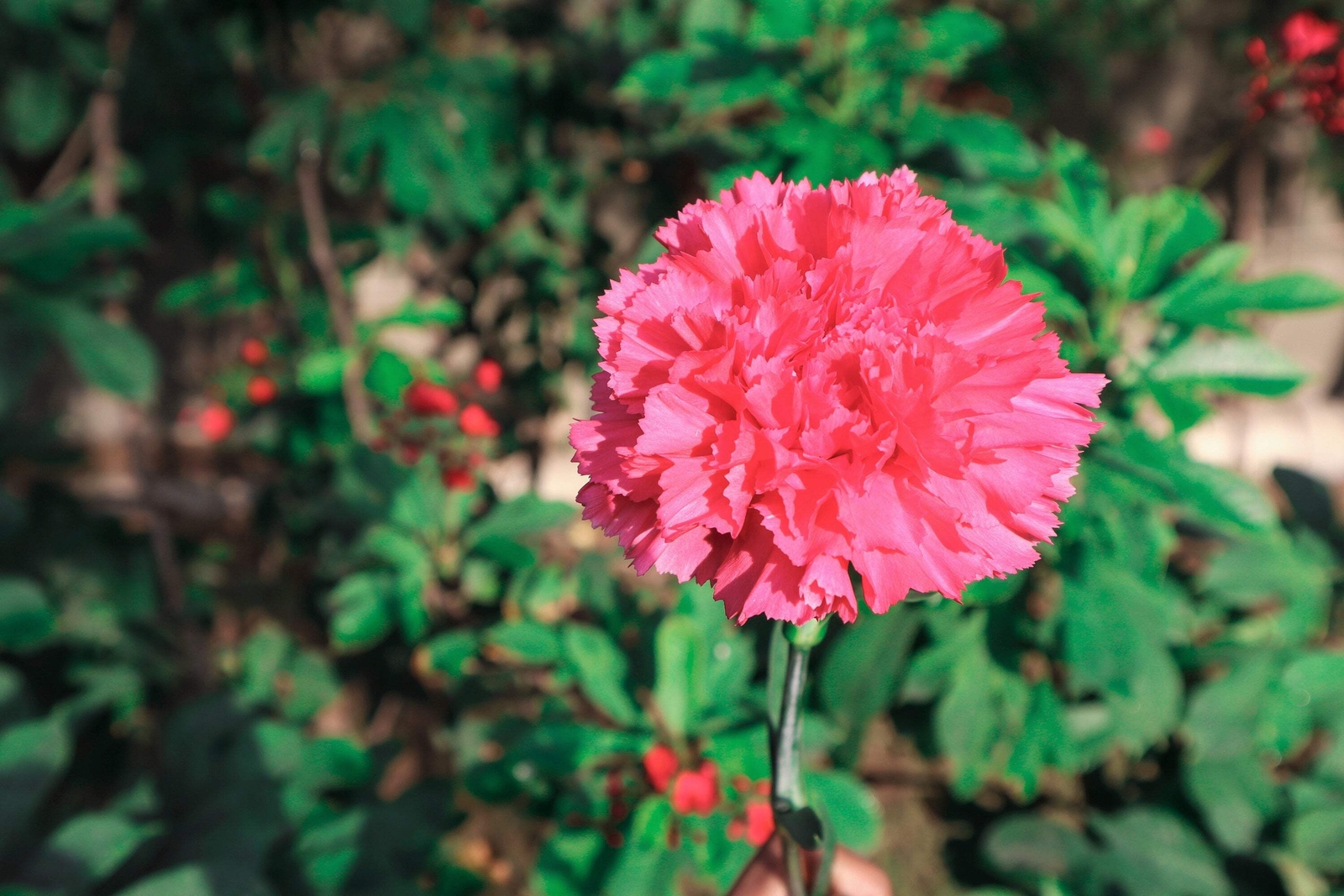 50 PINK ROSE CARNATION Dianthus Caryophyllus Flower Seeds *Flat S/H