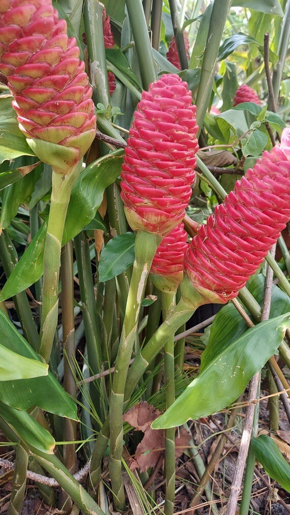 Shampoo Ginger Rhizomes x6 (Free x2 SUPRISE SLIPS p/ single order) Multiplies!