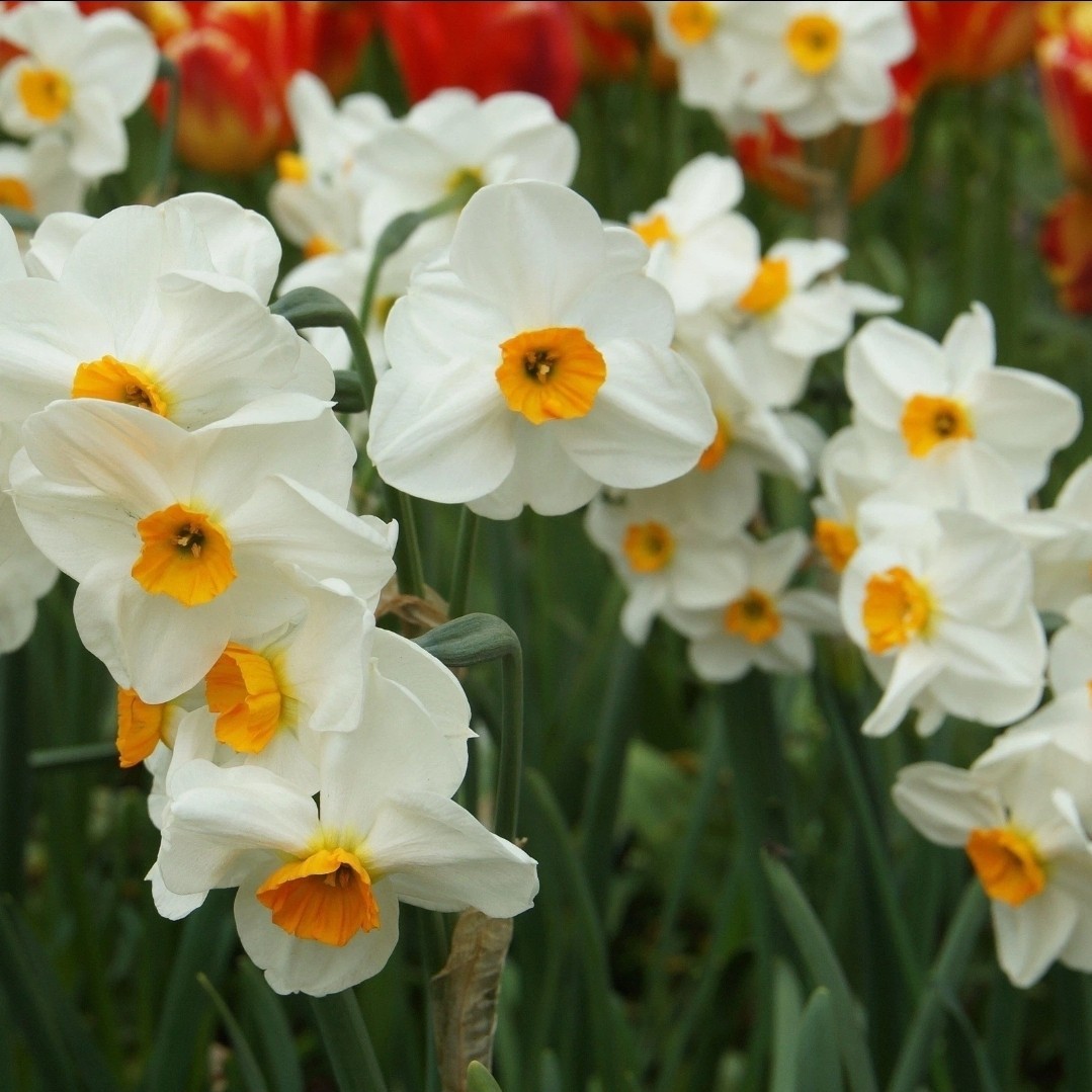 Easy to Grow Narcissus Daffodil Geranium 10 Bulbs, Spring Flower Zones 4-8