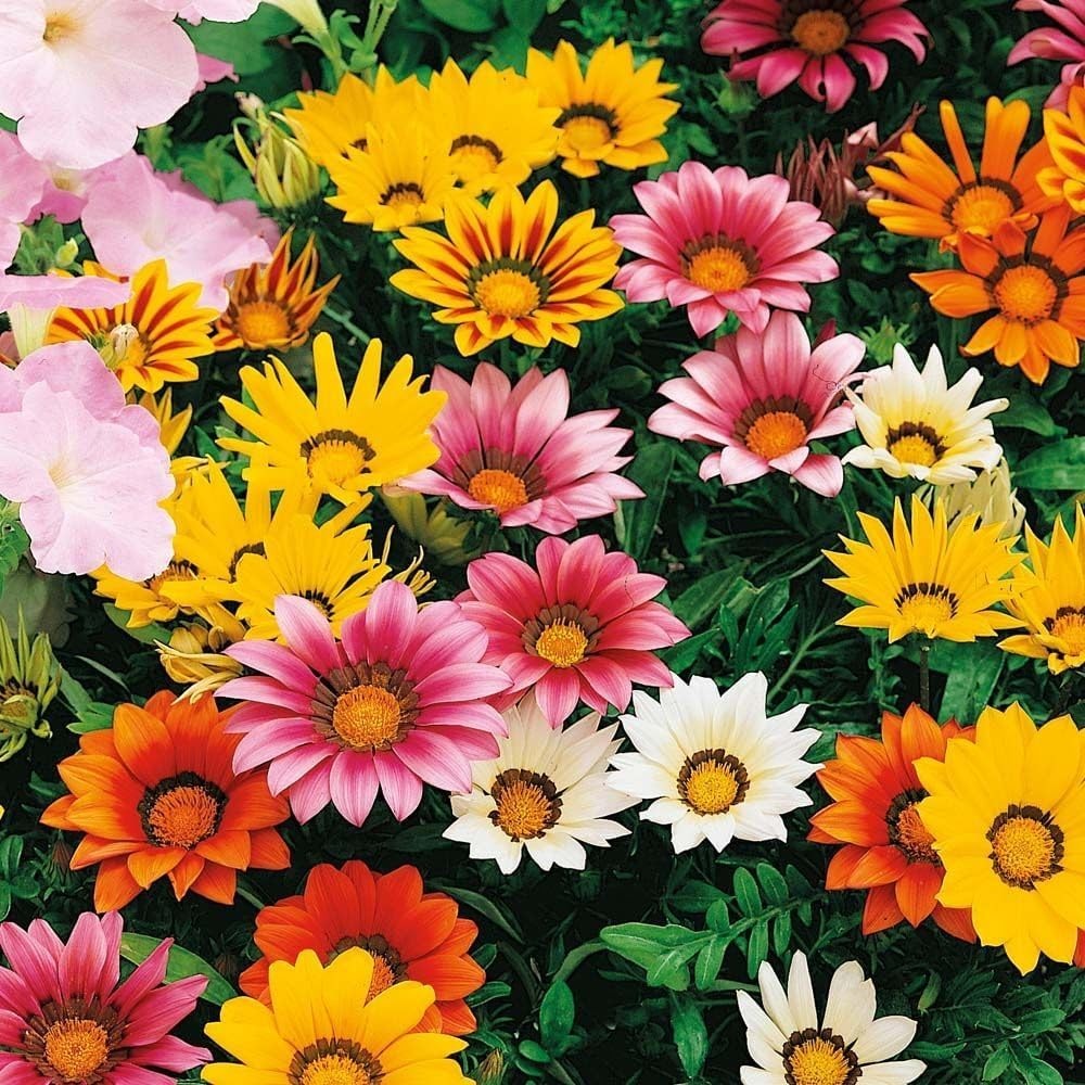 Gazania Splendens Ground Cover Seeds – 100 Count for Colorful Outdoor Displays