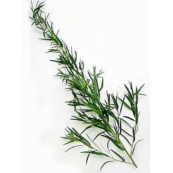 Tarragon Russian Great Garden Herb By Seed Kingdom 1/4 Lb Seeds