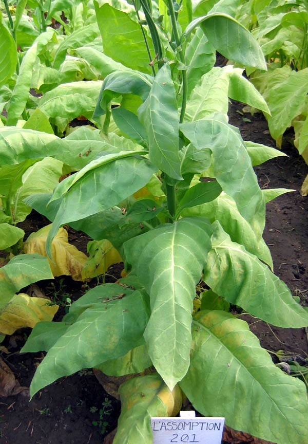 1000 L’Assomption Tobacco Seeds ~ Filler Type Heirloom Non-GMO Nicotiana Tabacum
