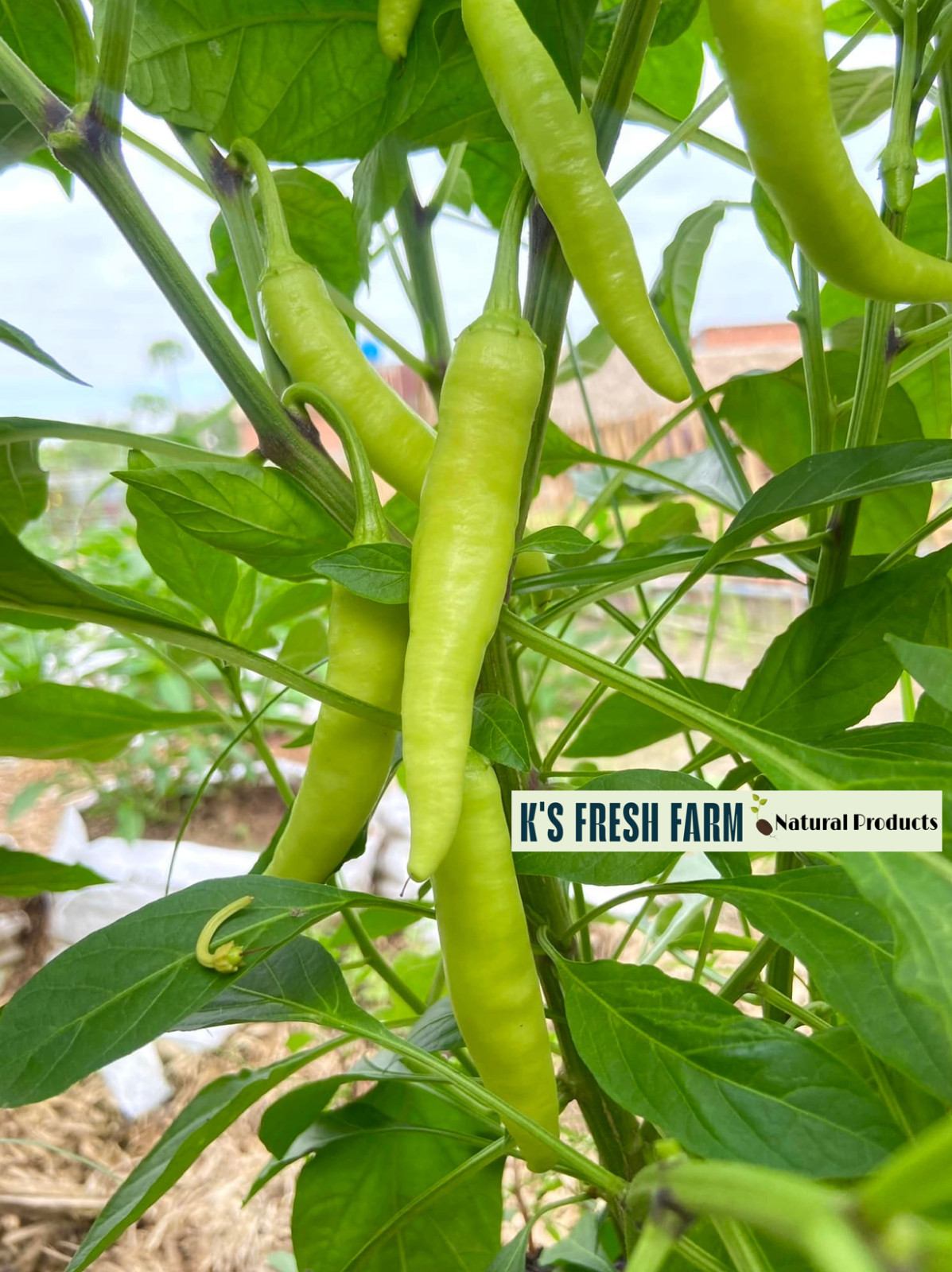 Cayenne Long Thin Red/ Goat Horn Pepper Seeds- hạt giống Ớt Chỉ Địa/ Ớt Sừng
