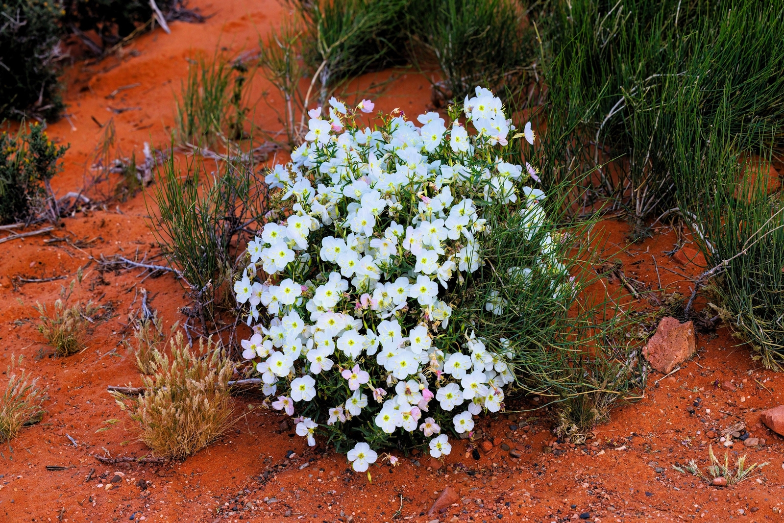 250 WHITE Pale EVENING PRIMROSE Buttercup Sundrops Oenothera Pallida Flower Seed