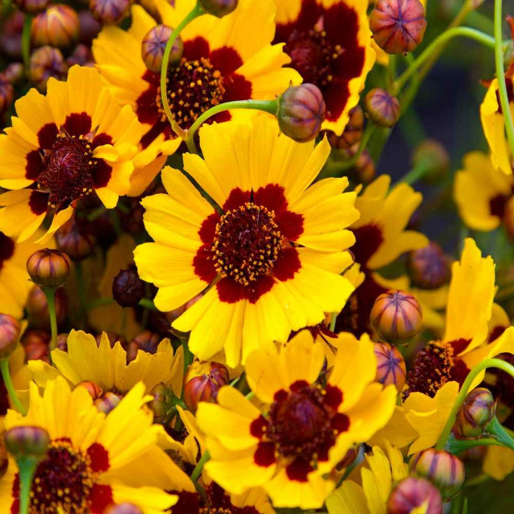 400+ Plains Coreopsis Seeds -Edible – Medicinal – Drought Resistant —- FRESH