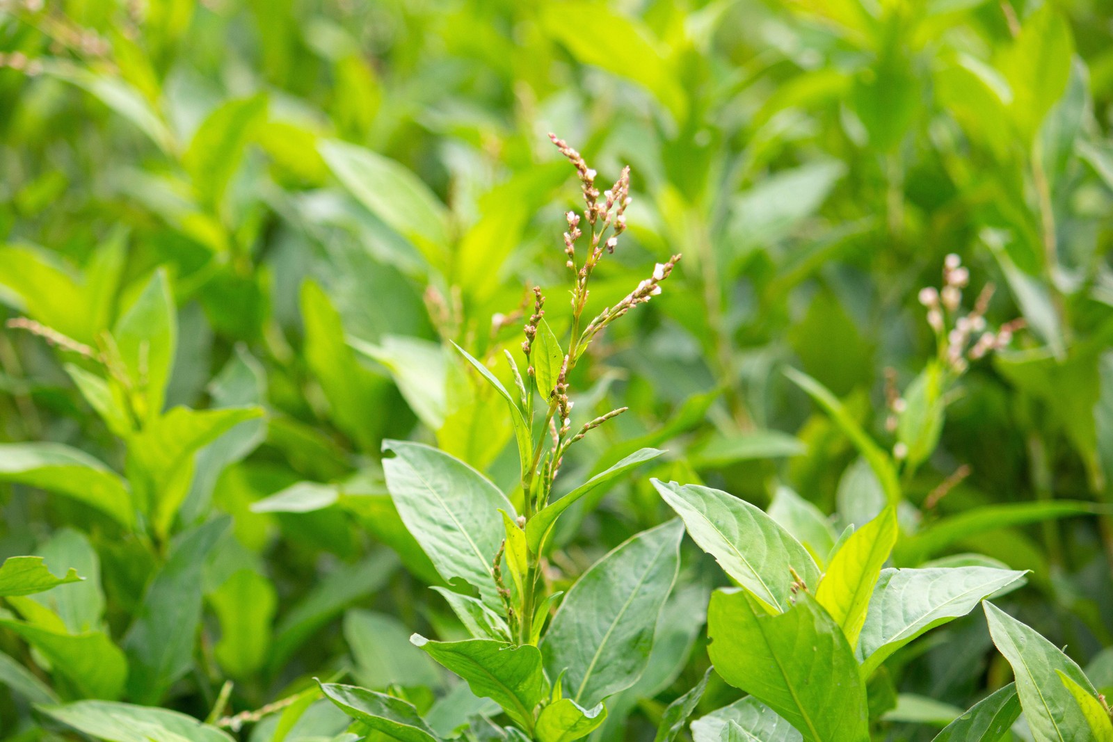 Indigo, Japanese (Persicaria tinctoria)