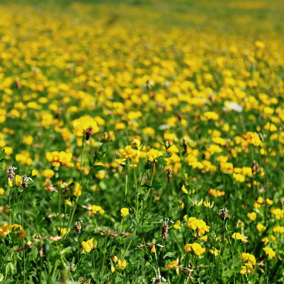 Outsidepride Perennial Birdsfoot Trefoil Seed – 1 lb 1 lb., Yellow