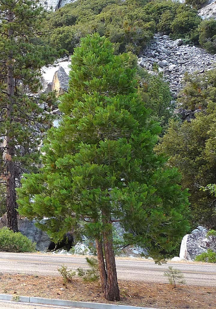 Incense Cedar, Calocedrus decurrens (Libocedrus decurrens), Tree Seeds