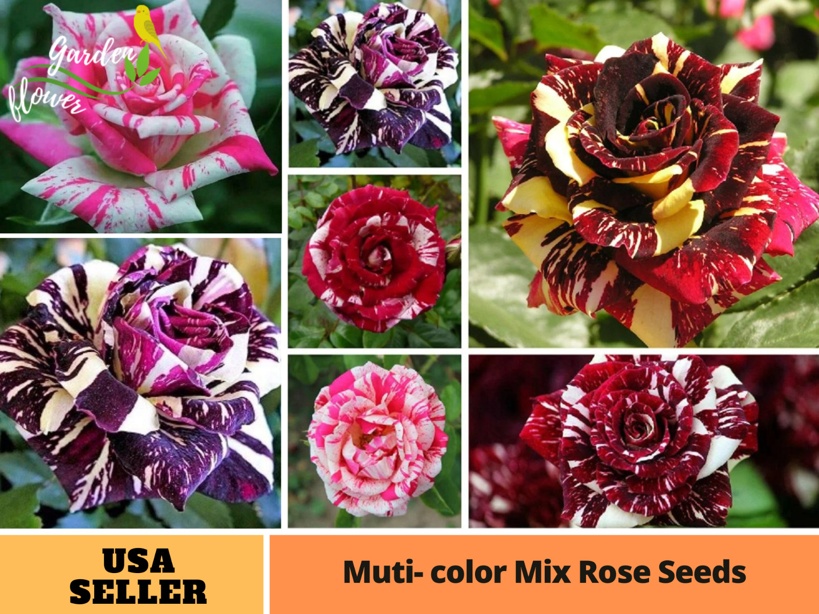 30+ Seeds| Mix Perennial Rose Seeds- Asian #1060