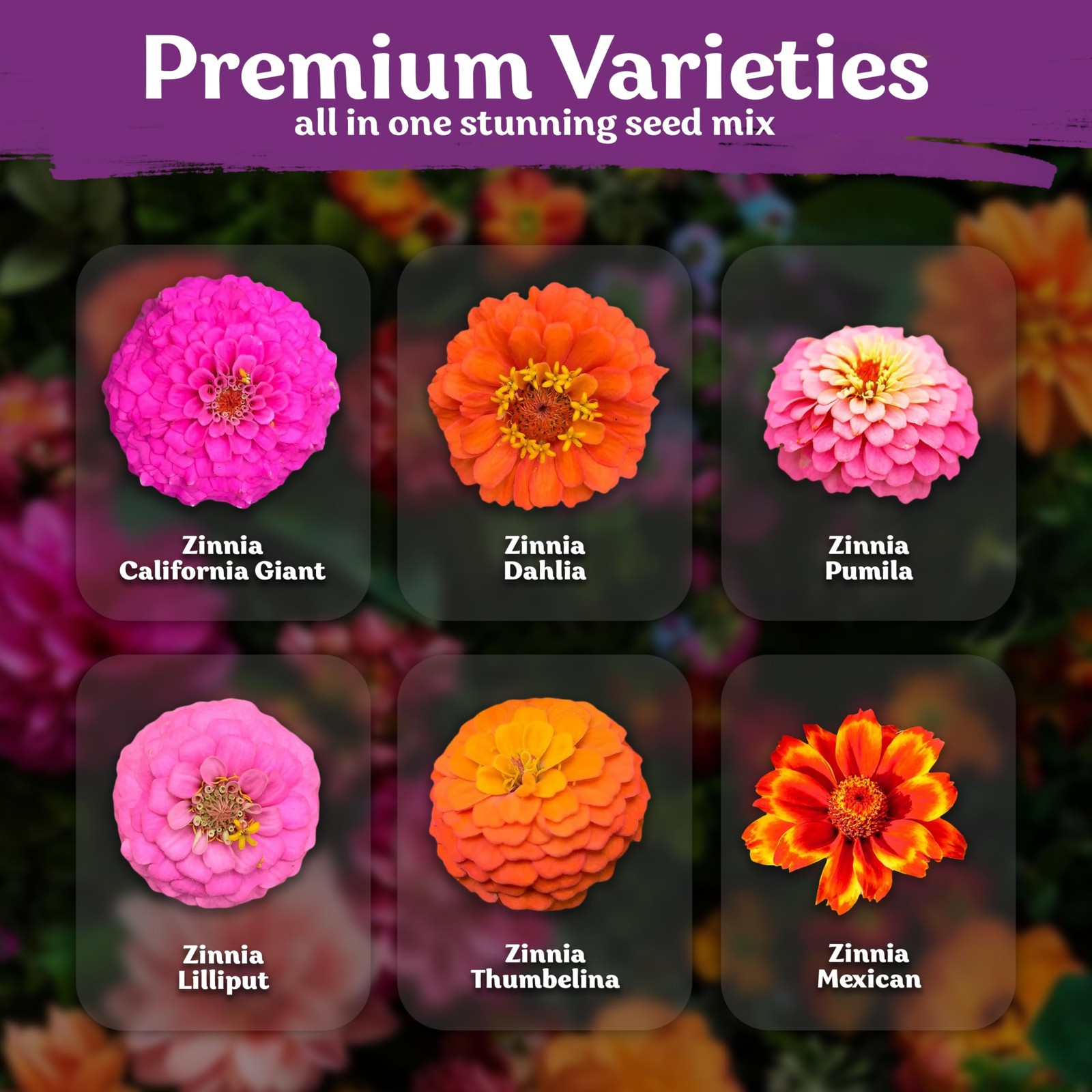KVITER 550 Crazy Blend Zinnia Seeds for 2025 (Zinnia Elegans)