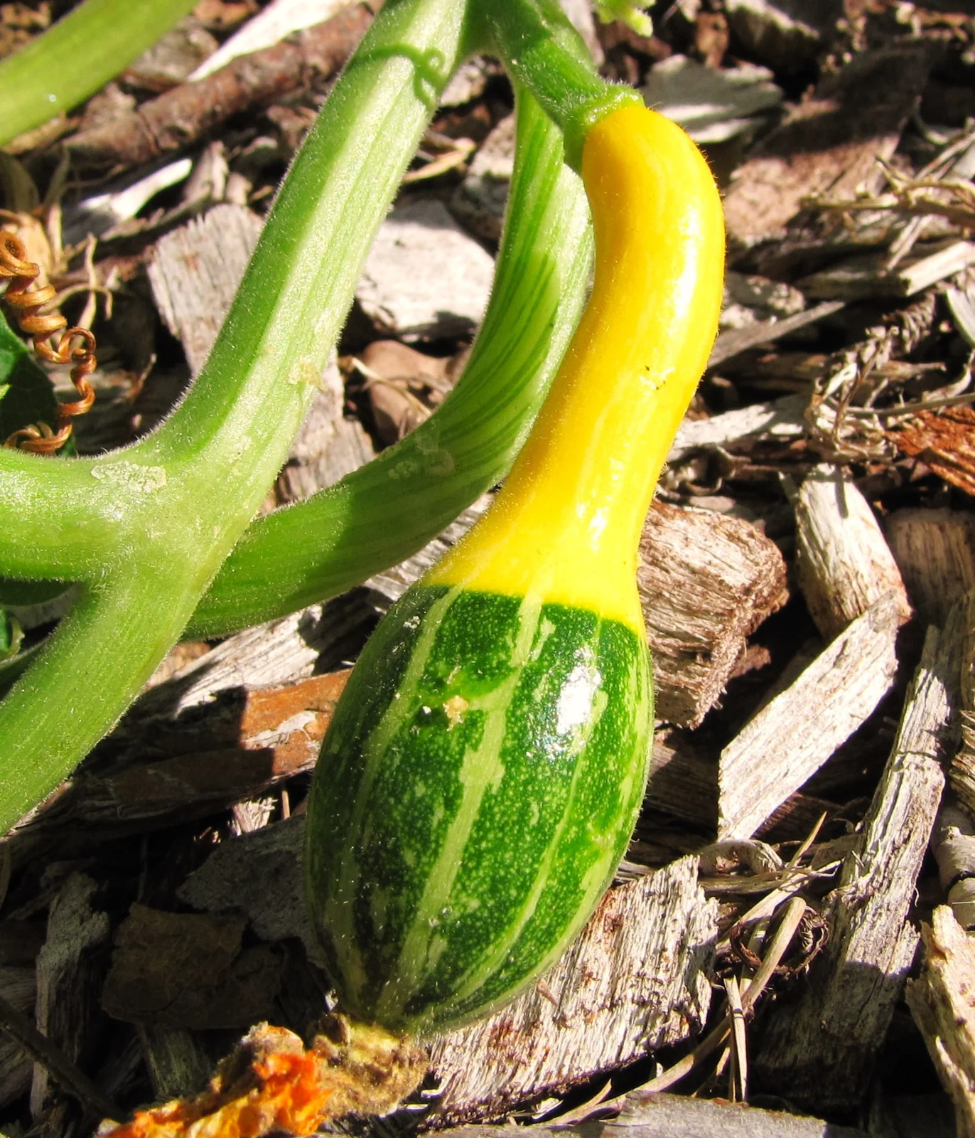 Small Spoon Ornamental Gourd Seeds – For 2025 Planting Bicolor Yellow Green