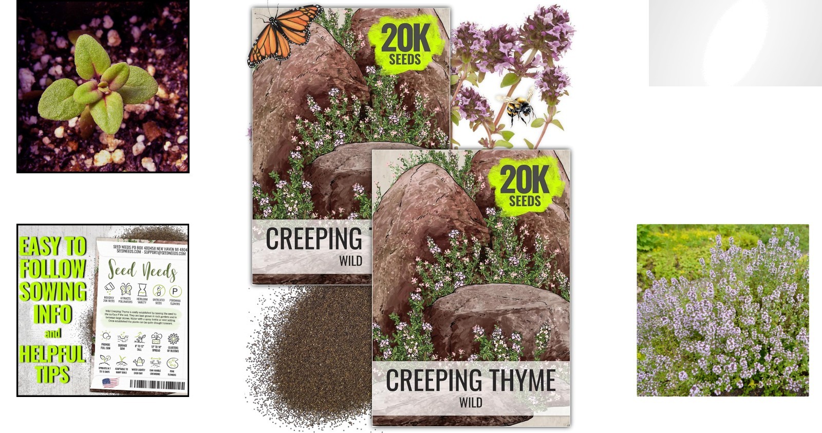 40000 Count Wild Creeping Thyme Seeds – Heirloom Outdoor Ground Cover Flower