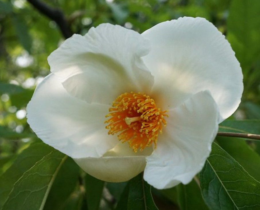 20 FRANKLIN TREE SEEDS – Franklinia alatamaha