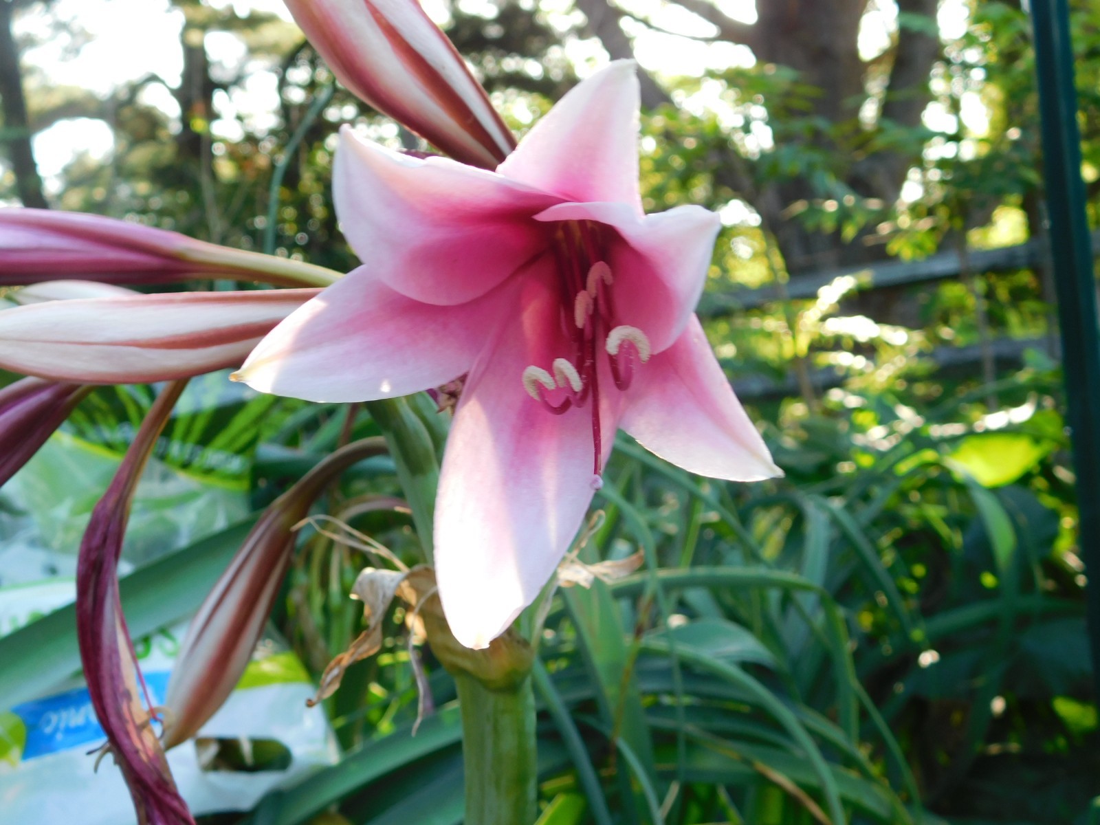 22 Oz (500 + )Crinum Bulbispermum Seeds, Cold Hardy, Orange river lily, Fresh