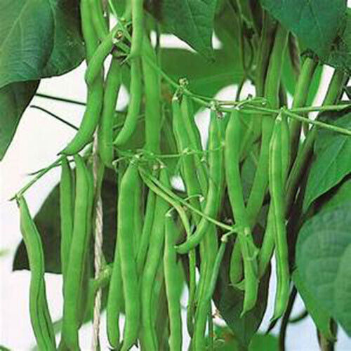 SCARBOROUGH SEEDS 30 Blue Lake Beans Seeds Heirloom Non GMO Bush