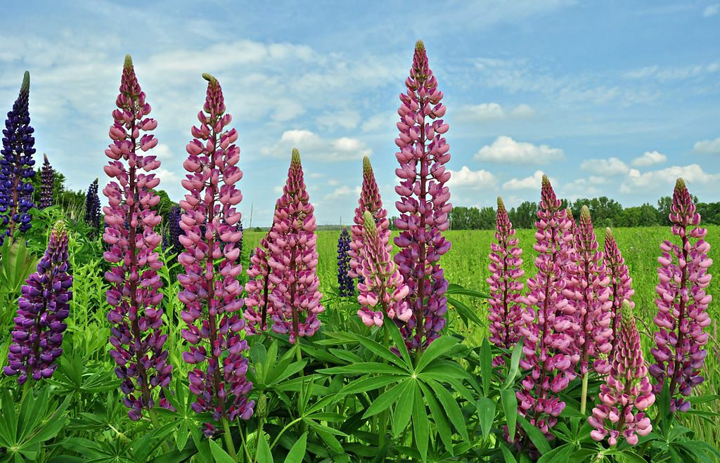 RUSSELL LUPINE MIX 50 SEEDS, MIX OF RED, PURPLE, BLUE/WHITE, PINK, AND MORE…