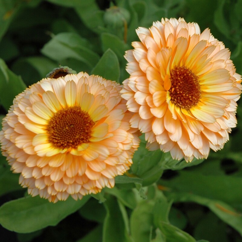 Pink Surprise Calendula Seeds | 40 – 800 Seeds | Non-GMO | Free Shipping | 1204