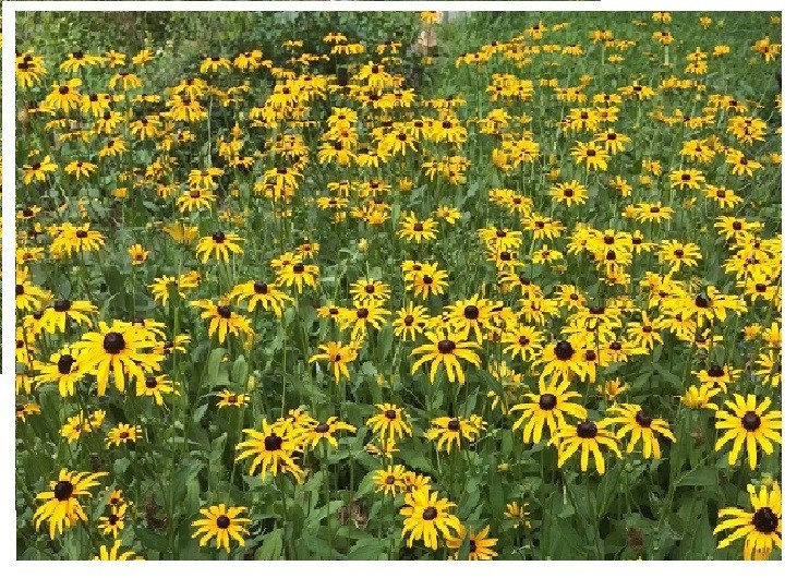 LOTS OF VARIETY OF 8 DIFFERENT KINDS OF FLOWER SEEDS GREAT DEAL! #25 USA Seller
