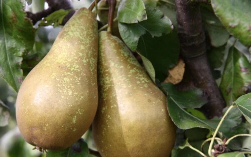 25+ Conference Pear Seeds for Garden Planting – USA – FREE SHIPPING!