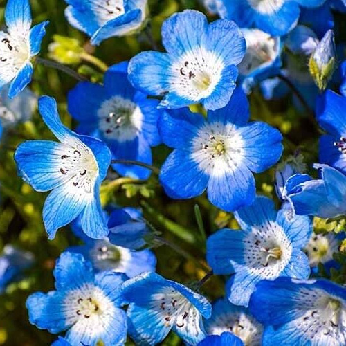 BABY BLUE EYES FLOWER SEEDS 600+ ANNUAL wildflower GARDEN NEMOPHILA MENZIESII