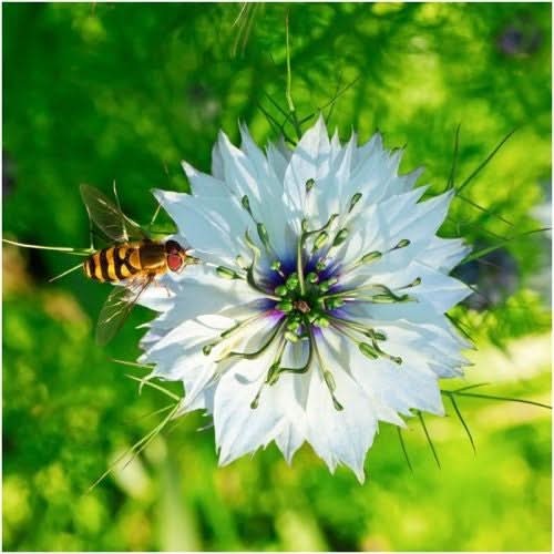 Black Cumin Herb Seeds For Planting (Nigella sativa)