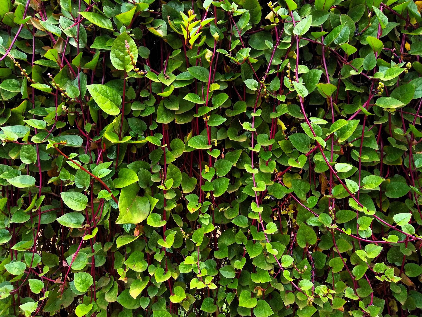 50 RED Stem MALABAR SPINACH Red Vine Ceylon Basella Alba Rubra Vegetable Seeds