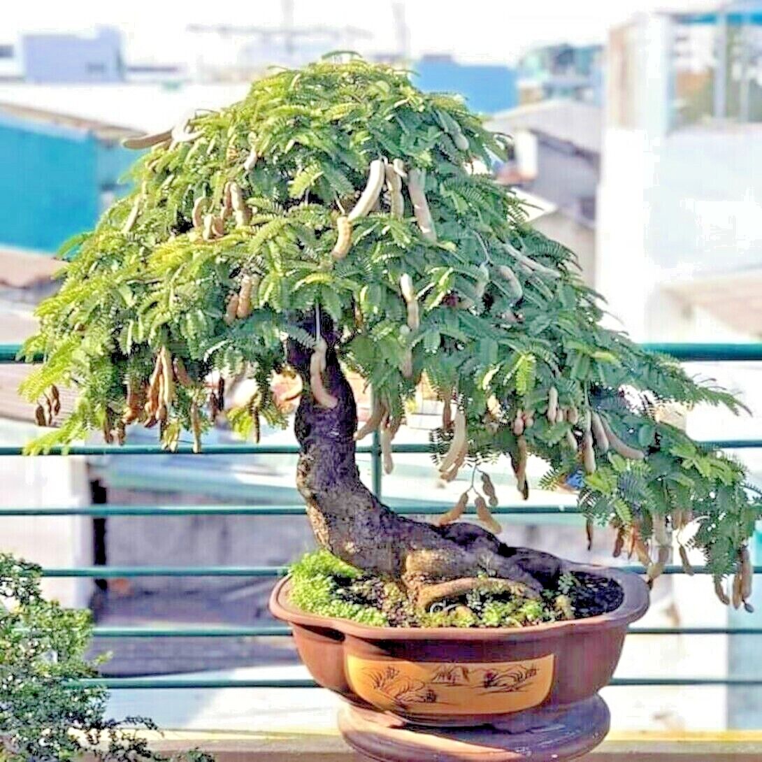 10 Tamarind Tree Seeds (Tamarindus indica) Tropical Fruit Flower Plant, Bonsai
