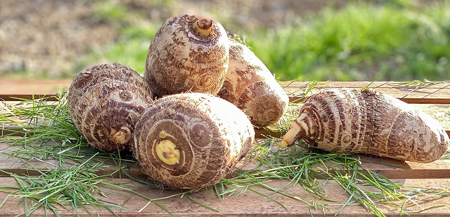 3 LIVE Colocasia Esculenta Elephant Ear Taro Gabi Kalo Eddo Bulbs READY to GROW