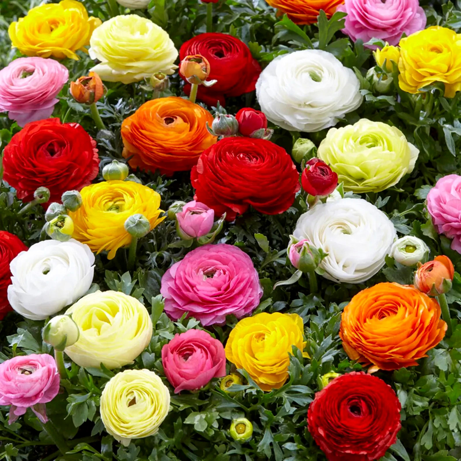 Ranunculus Flower Bulbs 12 Rainbow Mix Corms Peony Rose Butterfly Garden Flowers