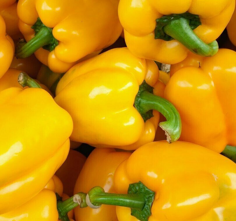 YELLOW BELL PEPPER SEEDS 50+ GOLDEN CALIFORNIA WONDER SWEET PEPPER FREE SHIPPING