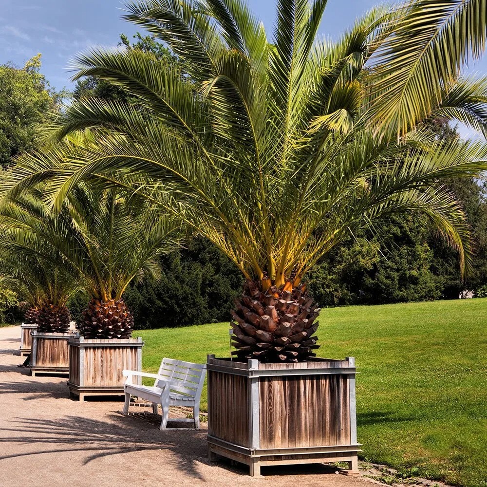 10 CANARY ISLAND DATE Pineapple PALM Tree Seeds~Phoenix Canariensis~Fruit Plant