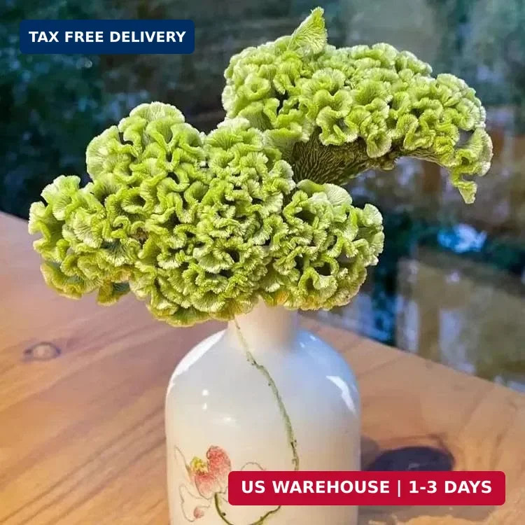 Mixed Cockscomb Seeds (Celosia Cristata) – 300 Pcs Annual, Heat & Drought Tolera