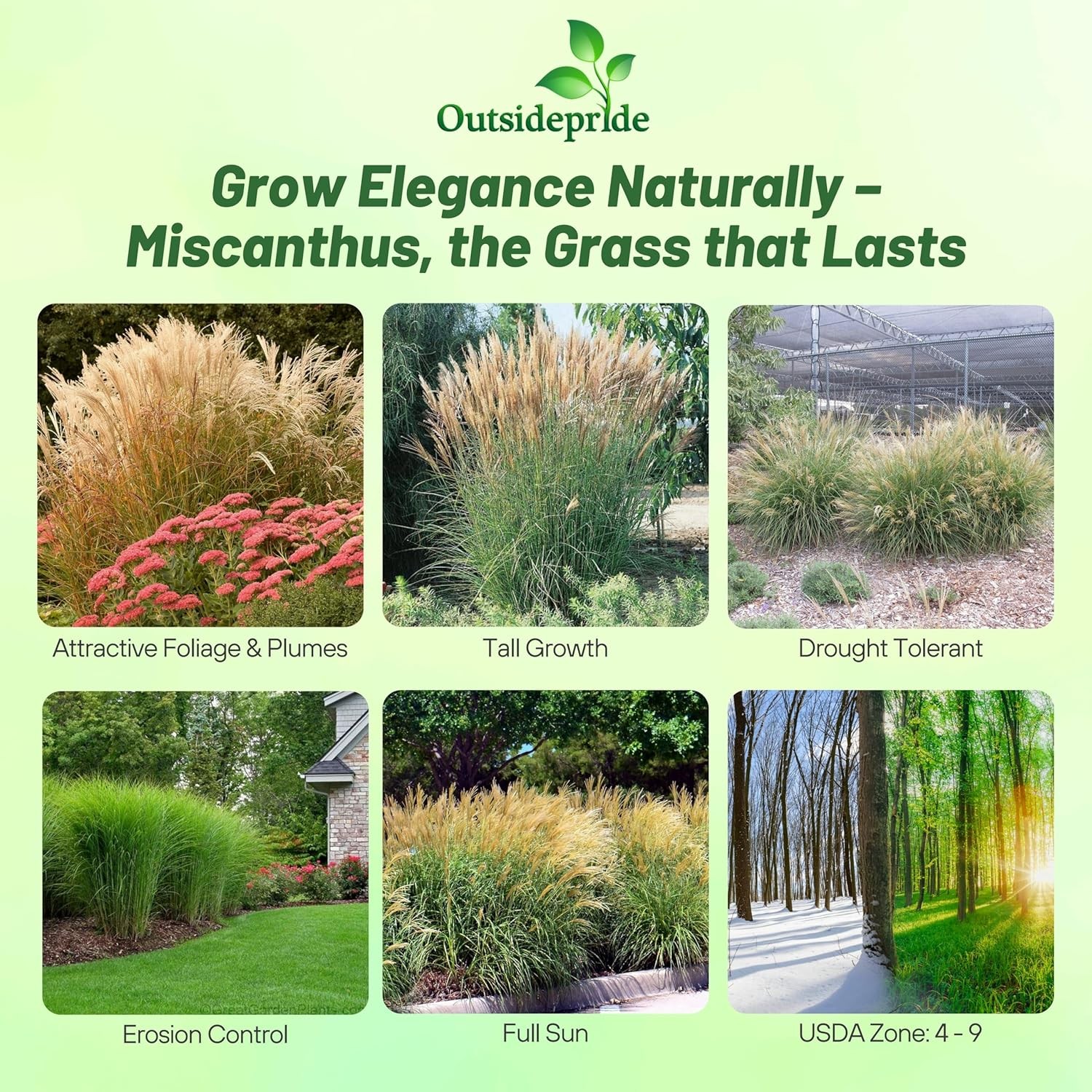 500 Seeds Miscanthus Sinensis Chinese Silver Drought Tolerant Xersicape