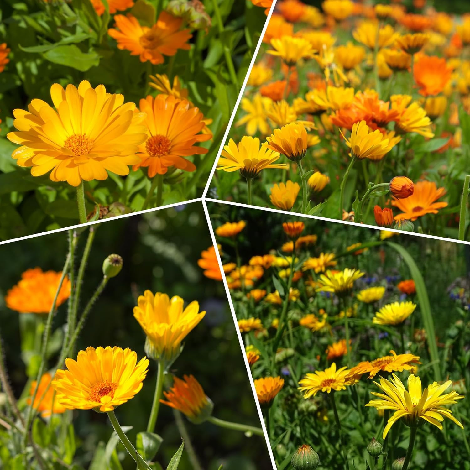 Calendula Seeds Pacific Beauty Mix, 3000+ Calendula Officinalis Seeds, Open Poll