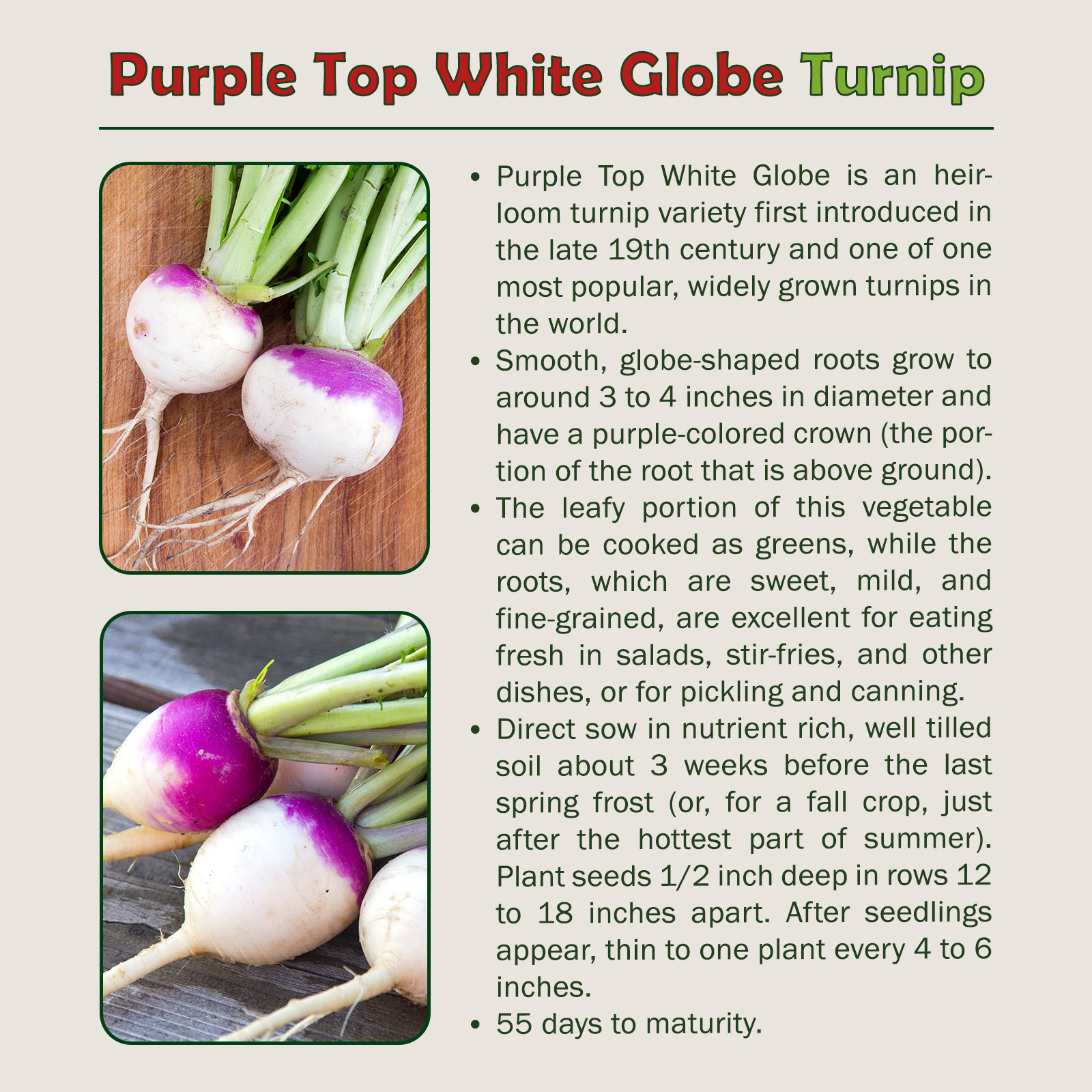 1000 Purple Top White Globe Turnip Seeds, Brassica rapa, Non GMO, Genuine USA