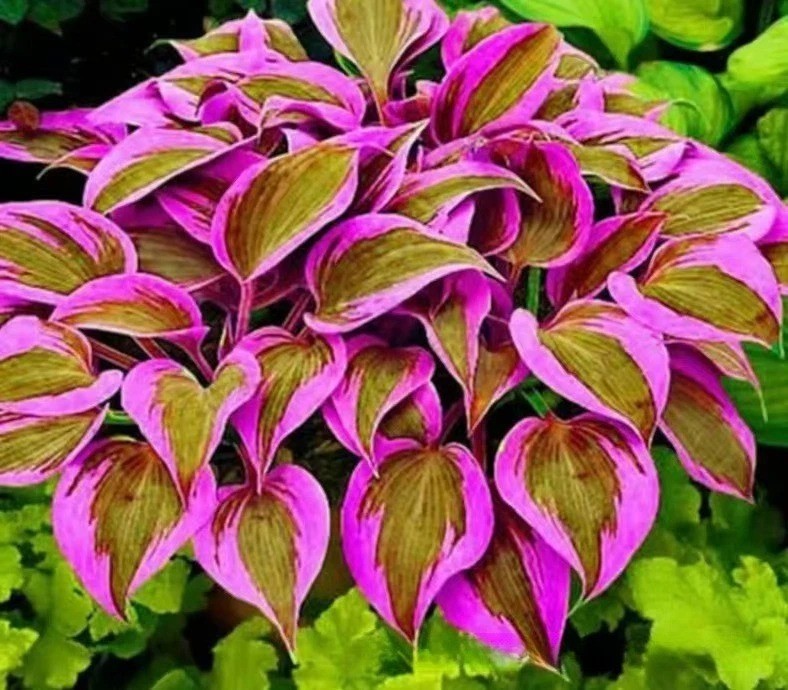 🌿300+Mixed HOSTA SEEDS – PERENNIAL OUTDOOR SHADE GARDEN PLANTING SEEDS