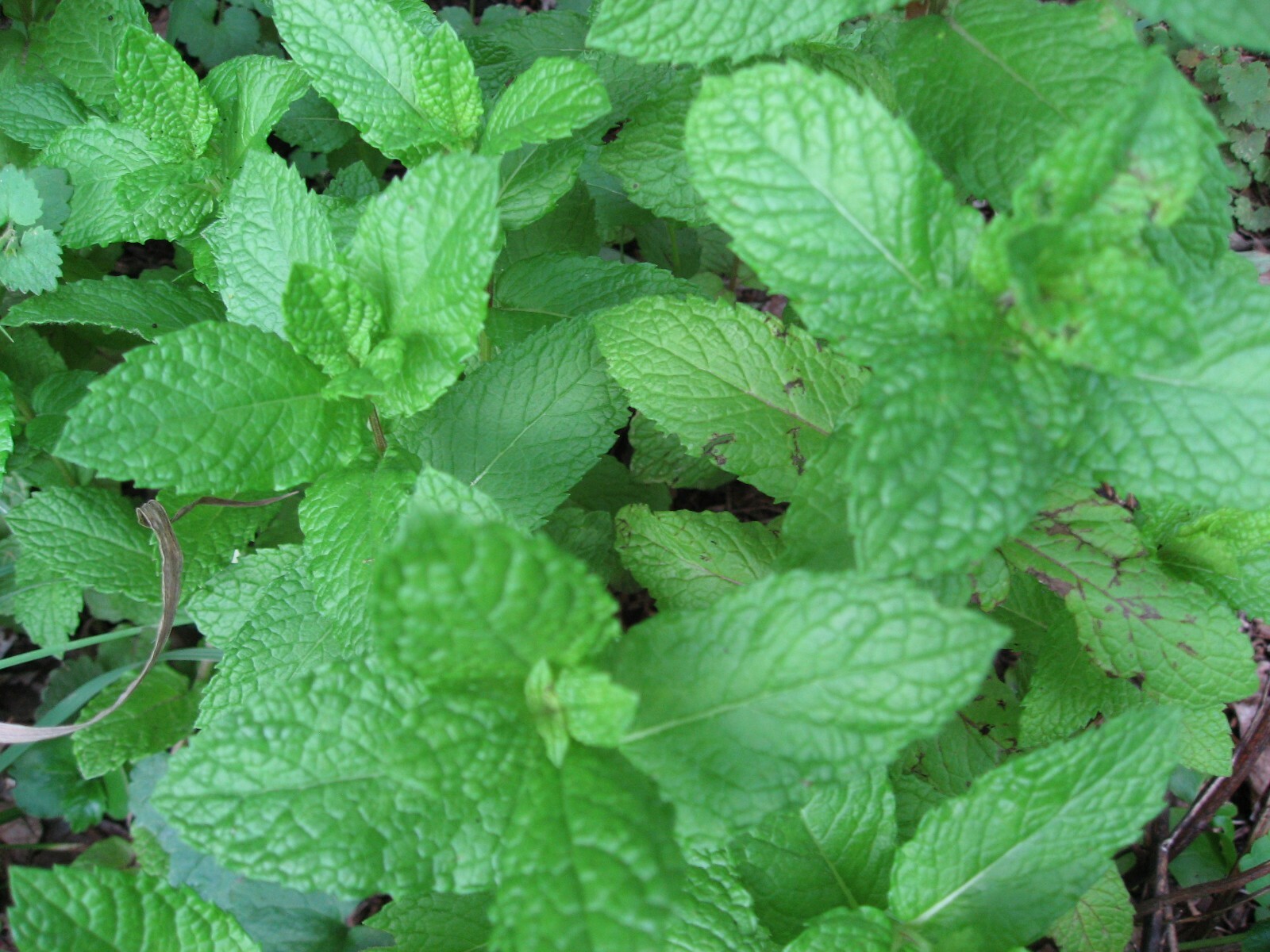 Unique Mint