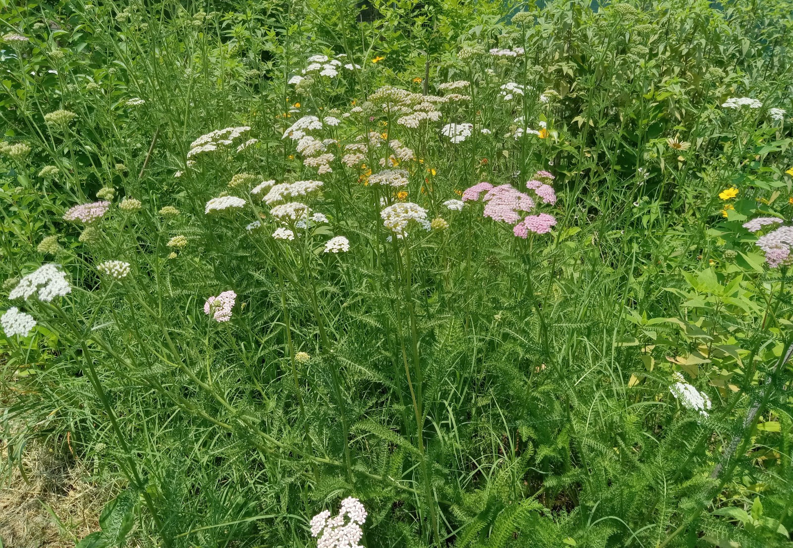 Yarrow Seeds 1000 White & Pink Achillea Millefolium Medicinal Mosquito Repellant