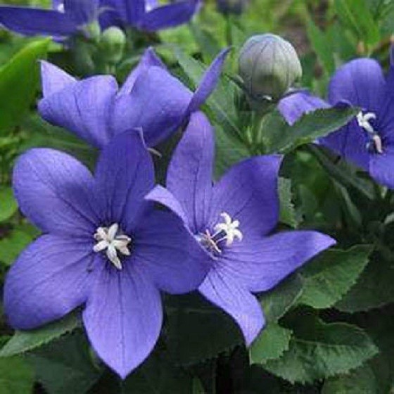 Balloon Flower Seeds Blue 100 Seeds FLOWER SEEDS