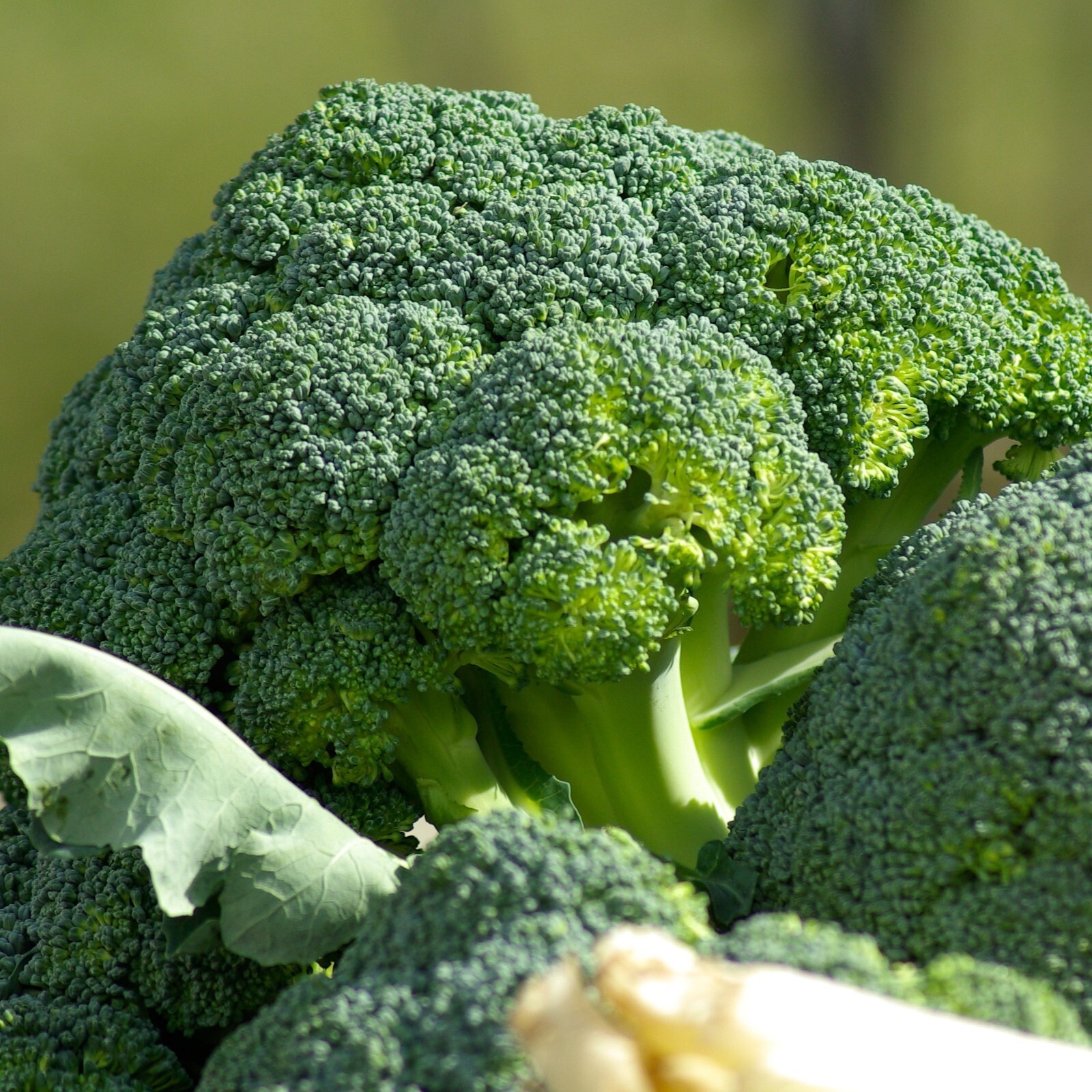Broccoli Seeds, Waltham 29 Heirloom, Non-GMO, Organic, High Yield, Free Shipping